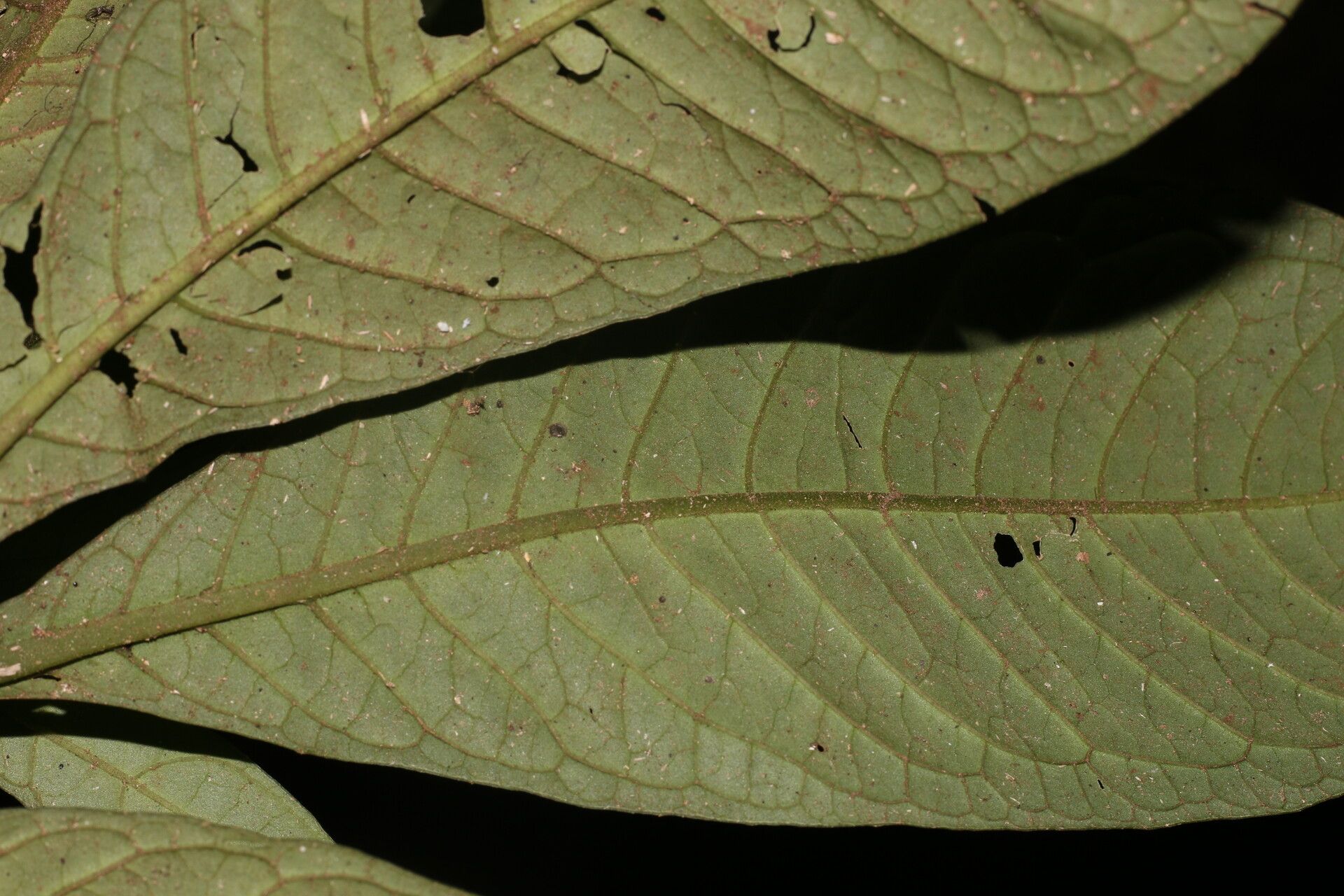 Psychotria alfaroana — related species from the same genus