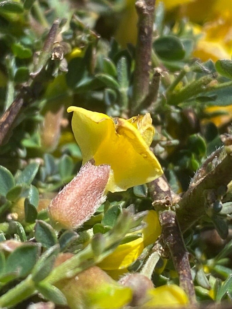 Chamaecytisus spinescens flower
