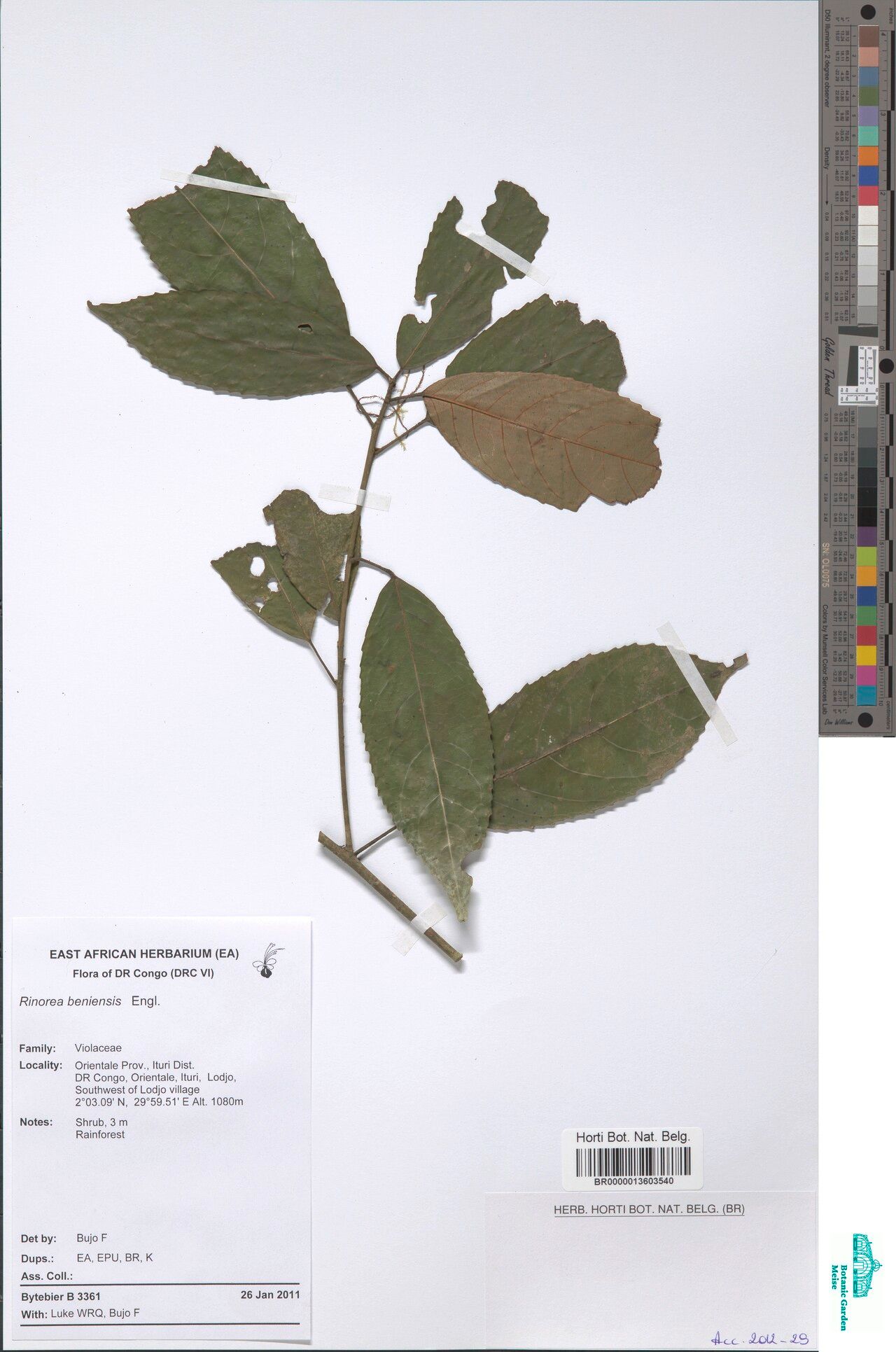 Rinorea beniensis — houseplant care guide