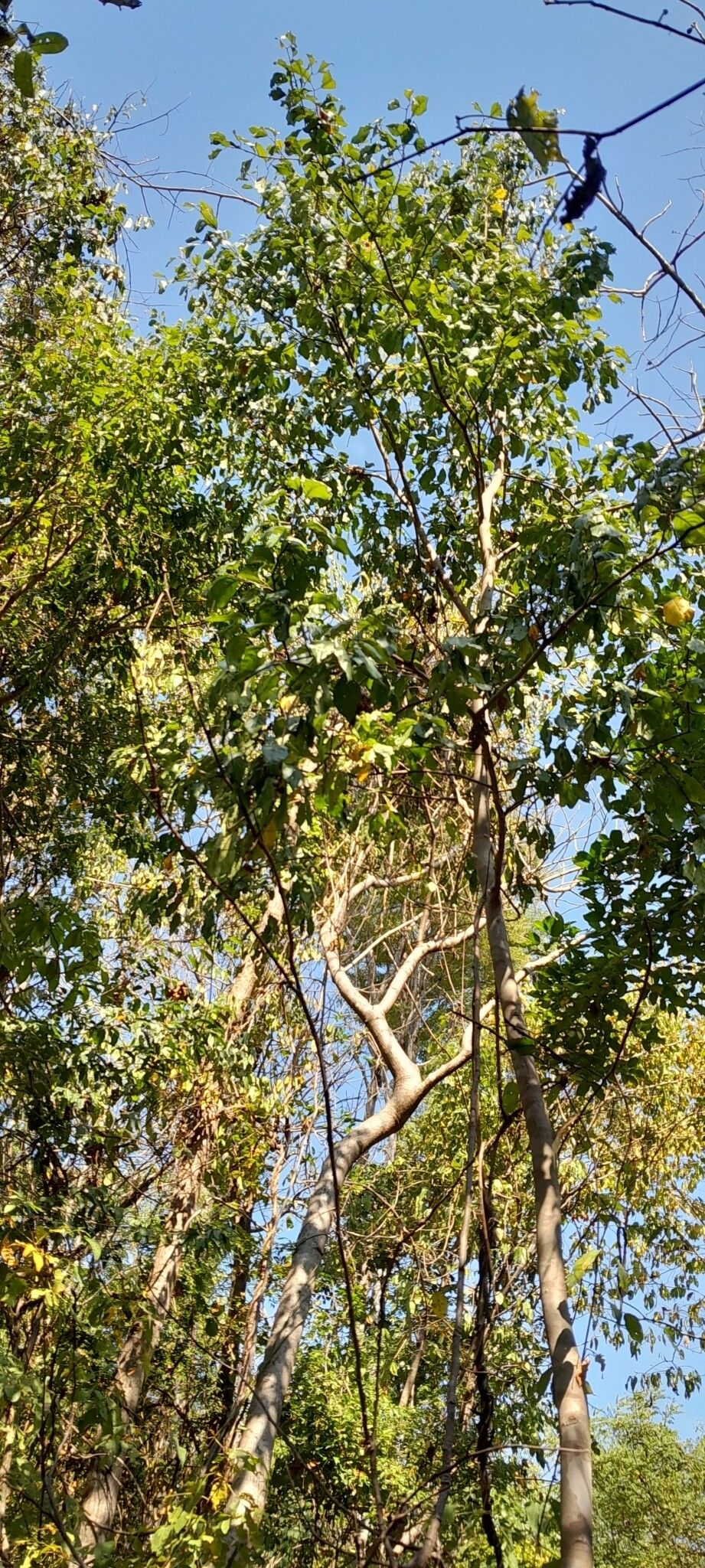 Terminalia diversipilosa habit