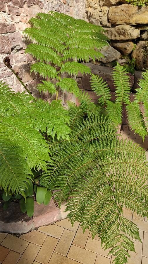 Cyathea pallescens habit