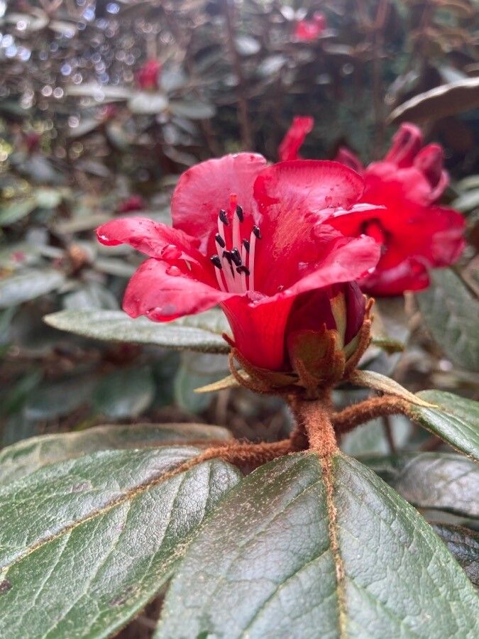 Rhododendron beanianum flower