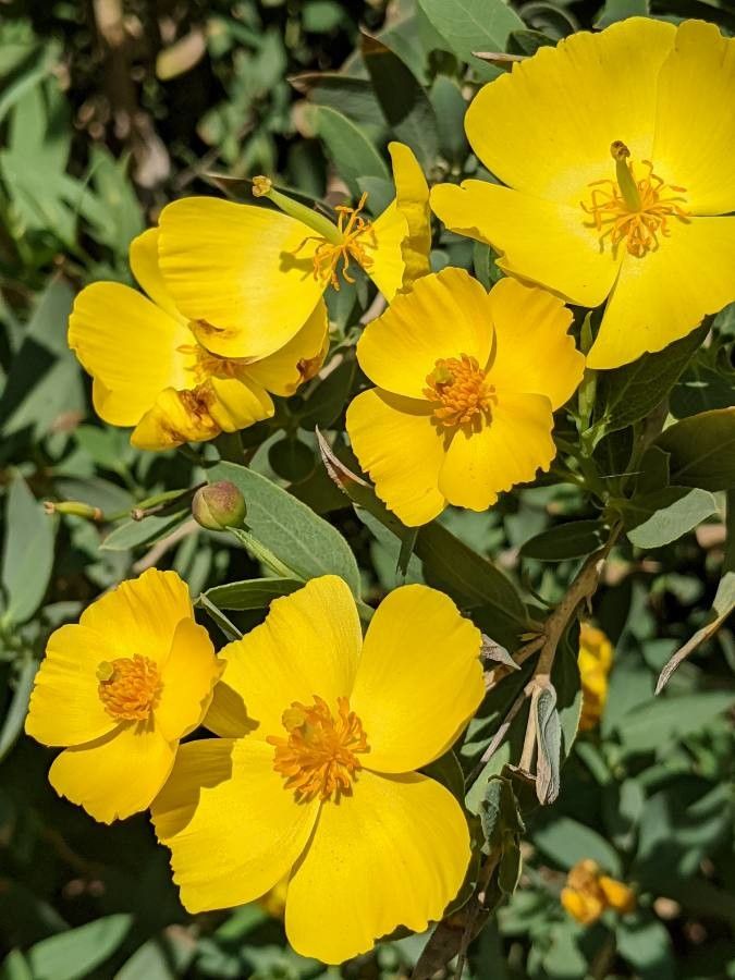 Dendromecon rigida flower