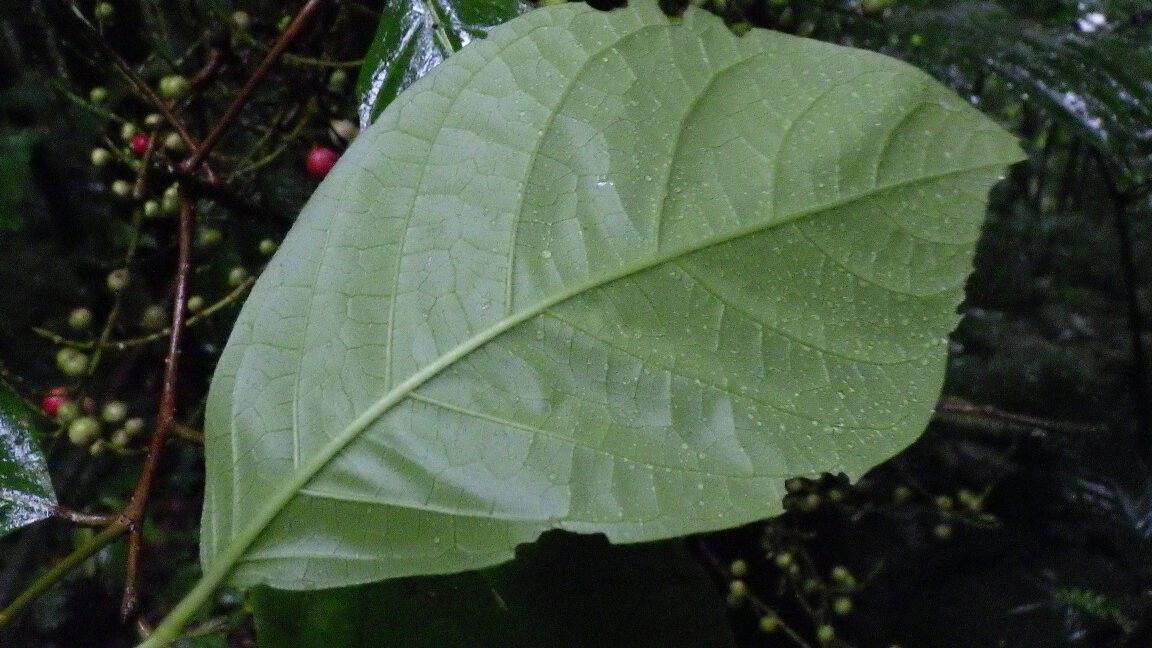 Dichapetalum bocageanum — houseplant care guide