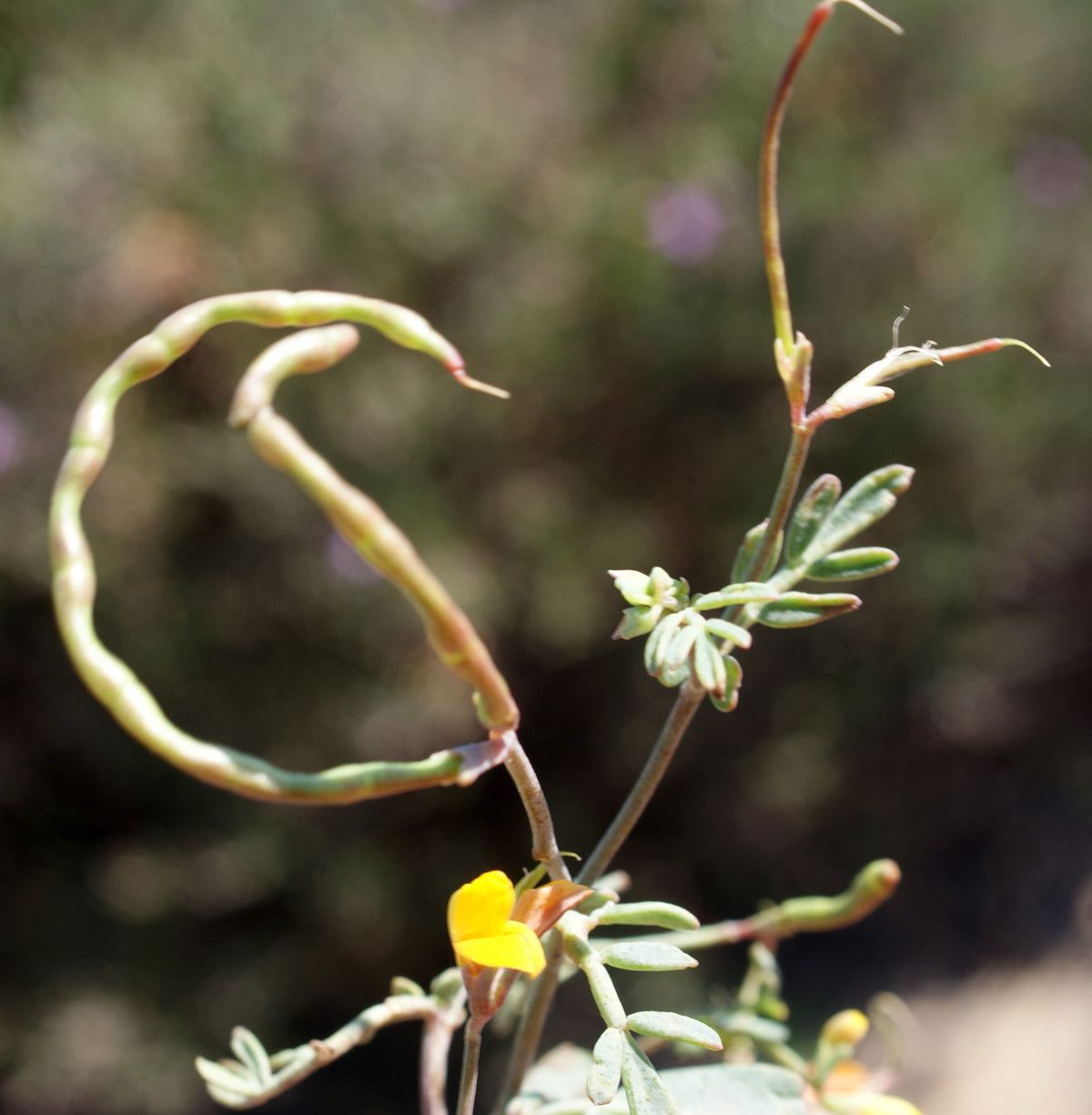 Coronilla repanda fruit
