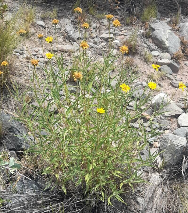 Aldama gilliesii habit