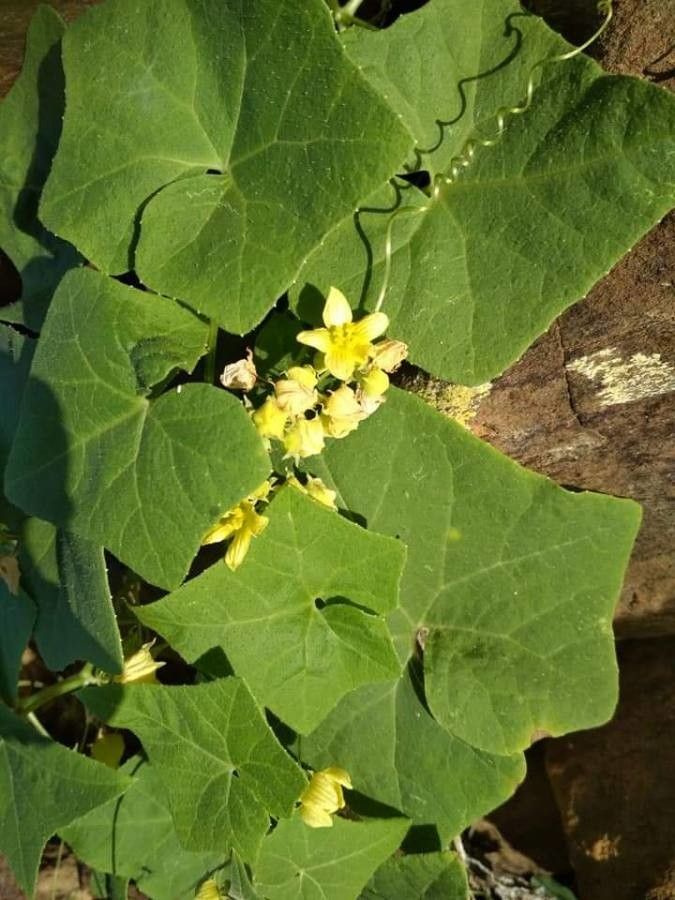 Bryonia verrucosa flower
