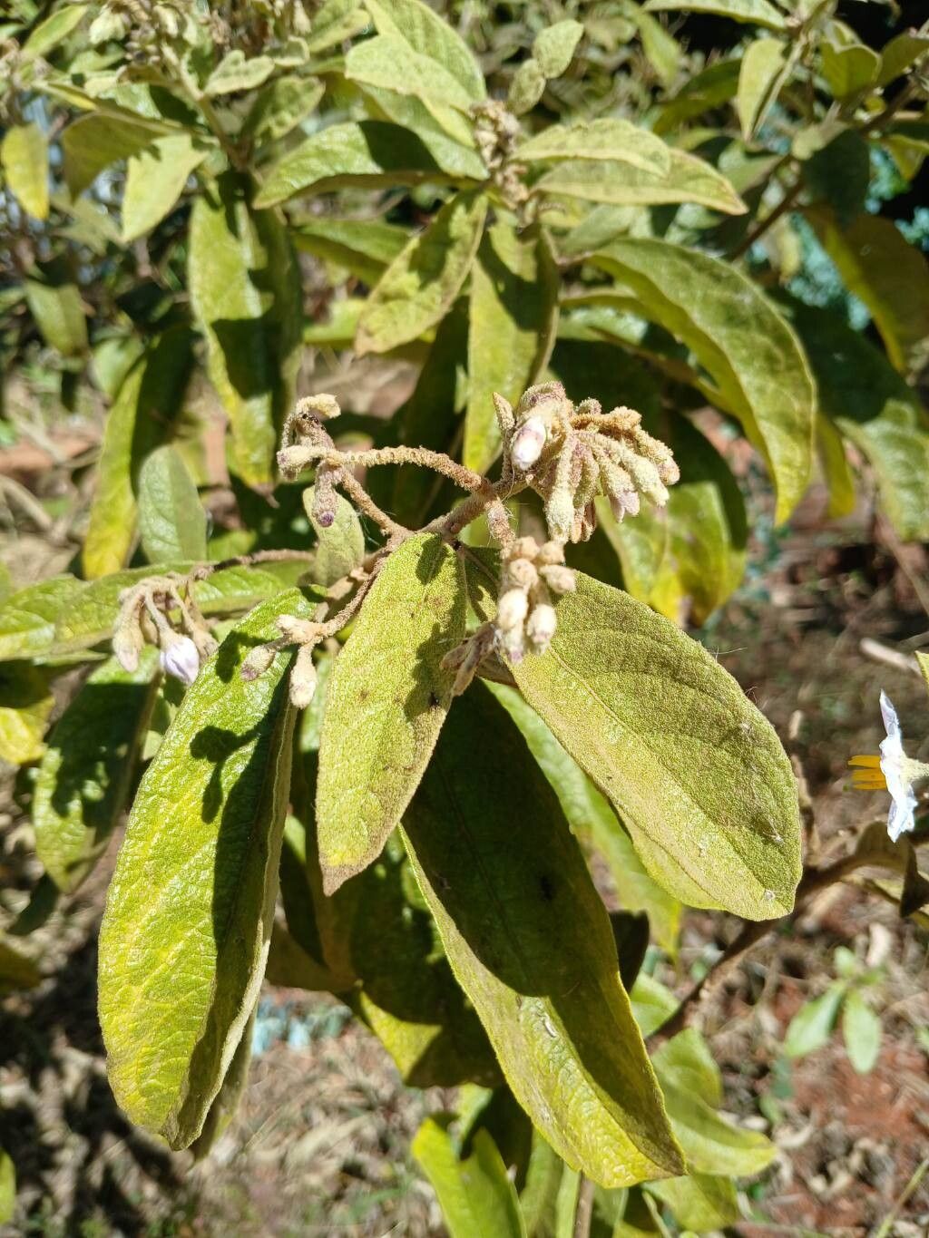 Solanum subumbellatum other