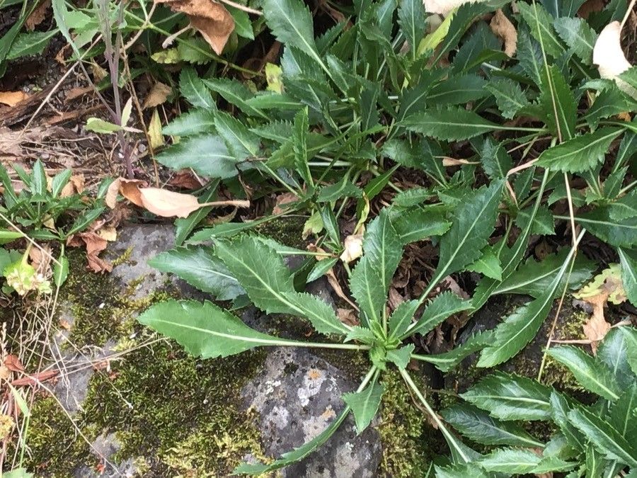 Cephalaria squamiflora leaf