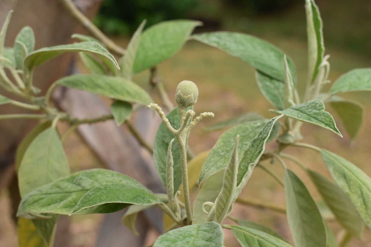 Solanum granuloso-leprosum fruit