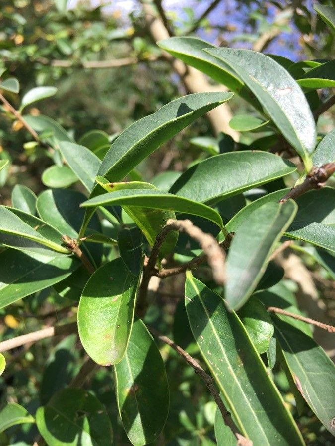 Ximenia caffra — houseplant care guide