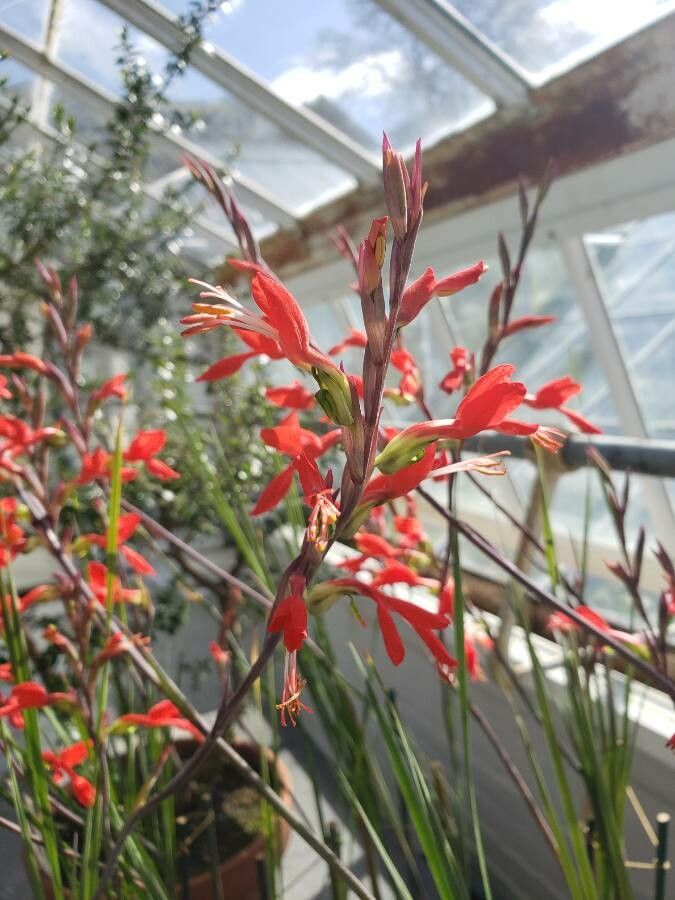 Gladiolus splendens — houseplant care guide