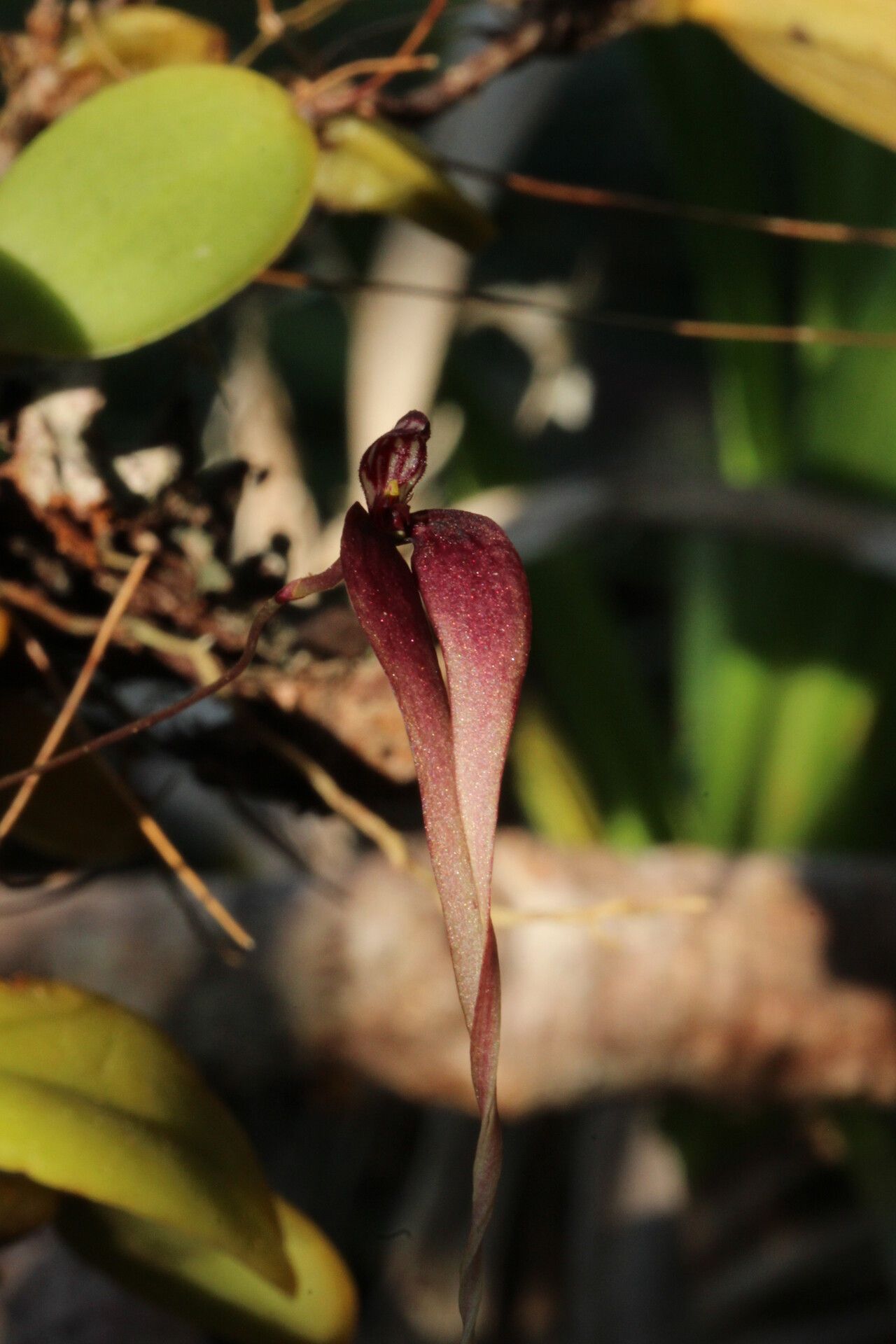 Bulbophyllum contortisepalum flower