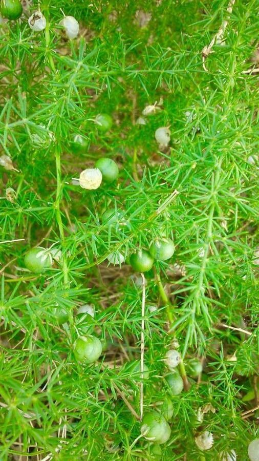 Asparagus acutifolius fruit