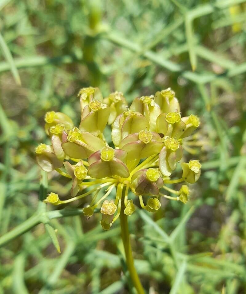 Azorella prolifera fruit