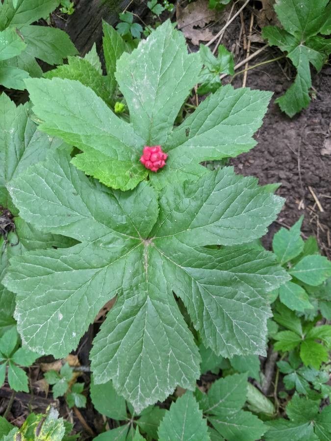 Hydrastis canadensis — search result for 'Ranunculaceae'