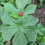 Hydrastis canadensis