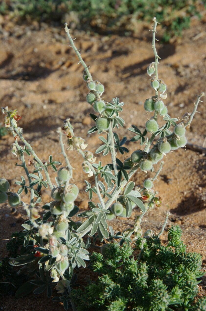 Crotalaria saharae fruit