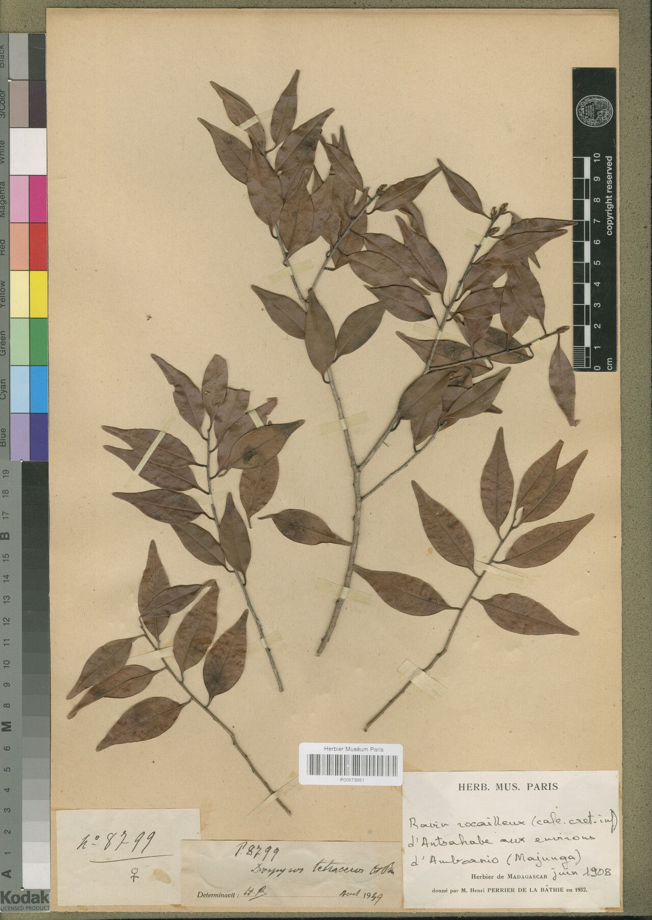 Diospyros tetraceros — houseplant care guide