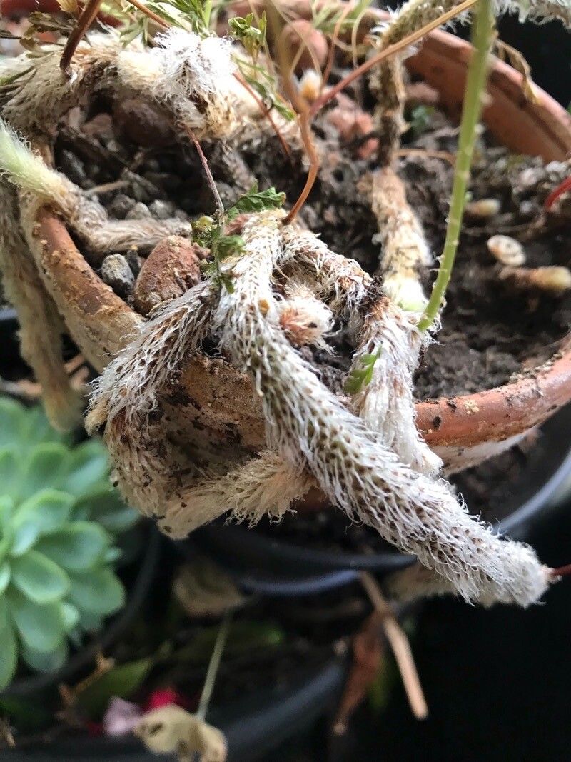 Davallia tyermannii bark