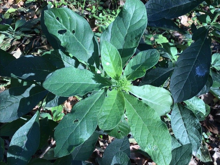 Tournefortia hirsutissima — search result for 'Tournefortia'