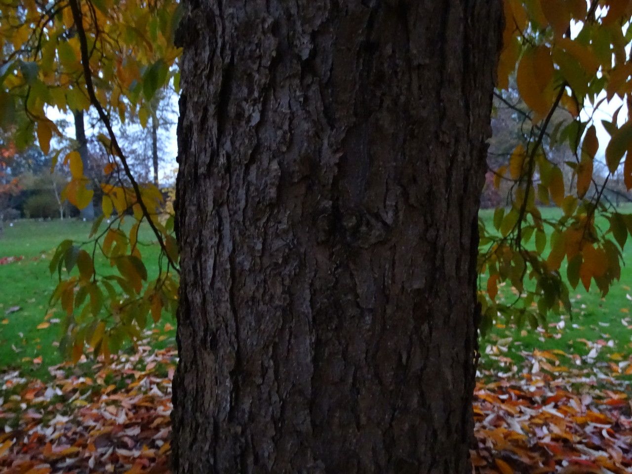 Nyssa sinensis bark