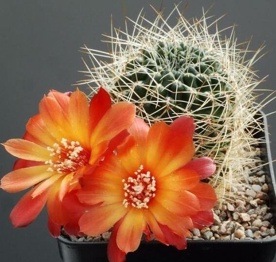 Rebutia canigueralii flower