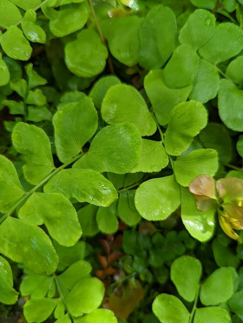 Anemia rotundifolia leaf