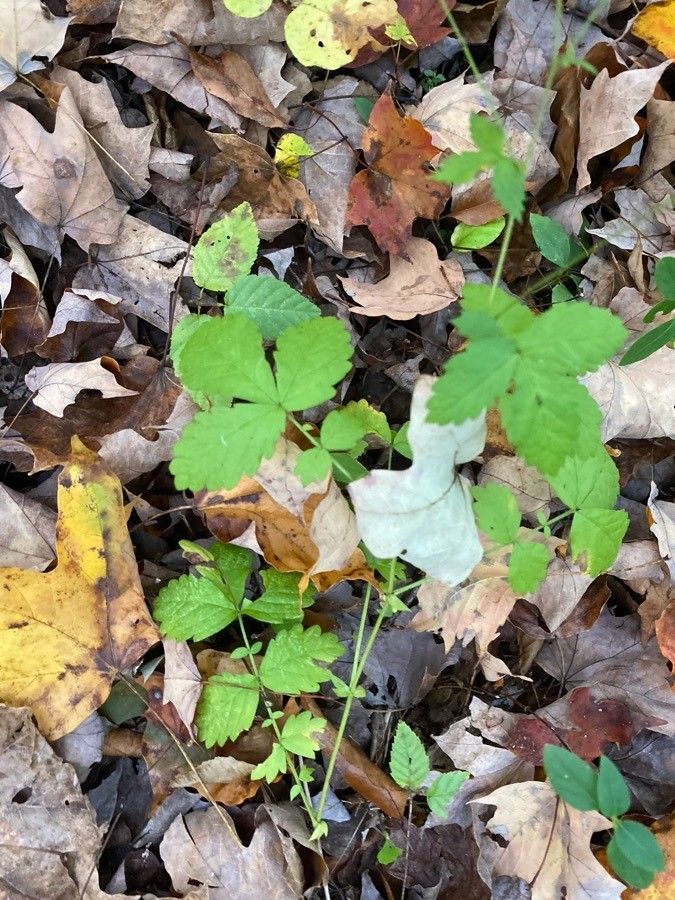 Agrimonia rostellata leaf