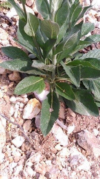 Verbascum boerhavii — search result for 'Verbascum'