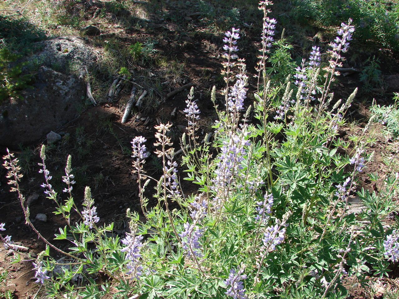 Lupinus sericeus flower