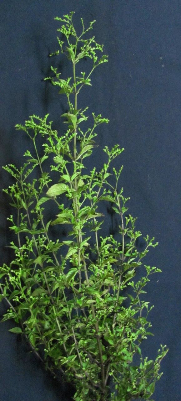 Mitreola petiolata other