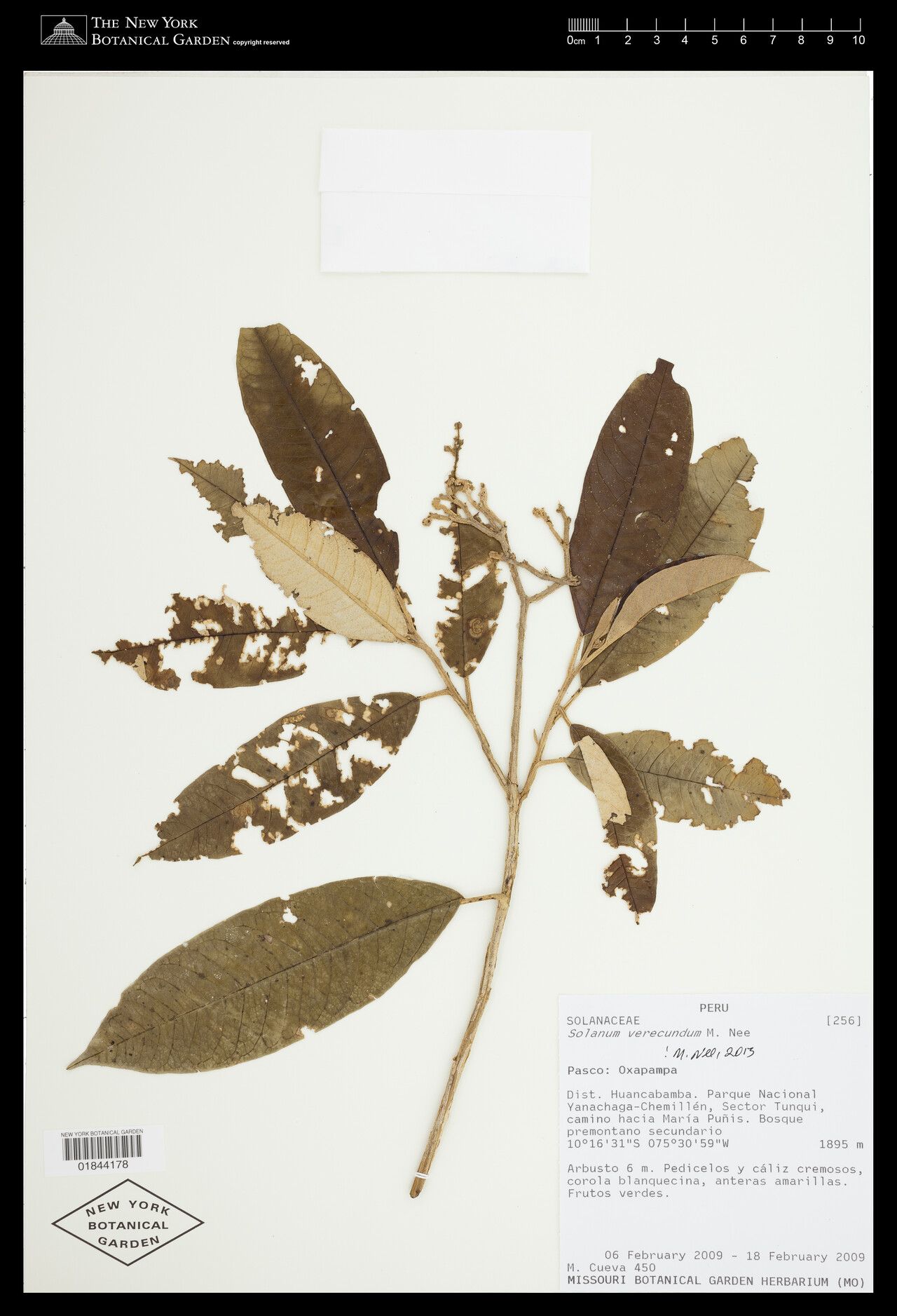 Solanum verecundum — houseplant care guide