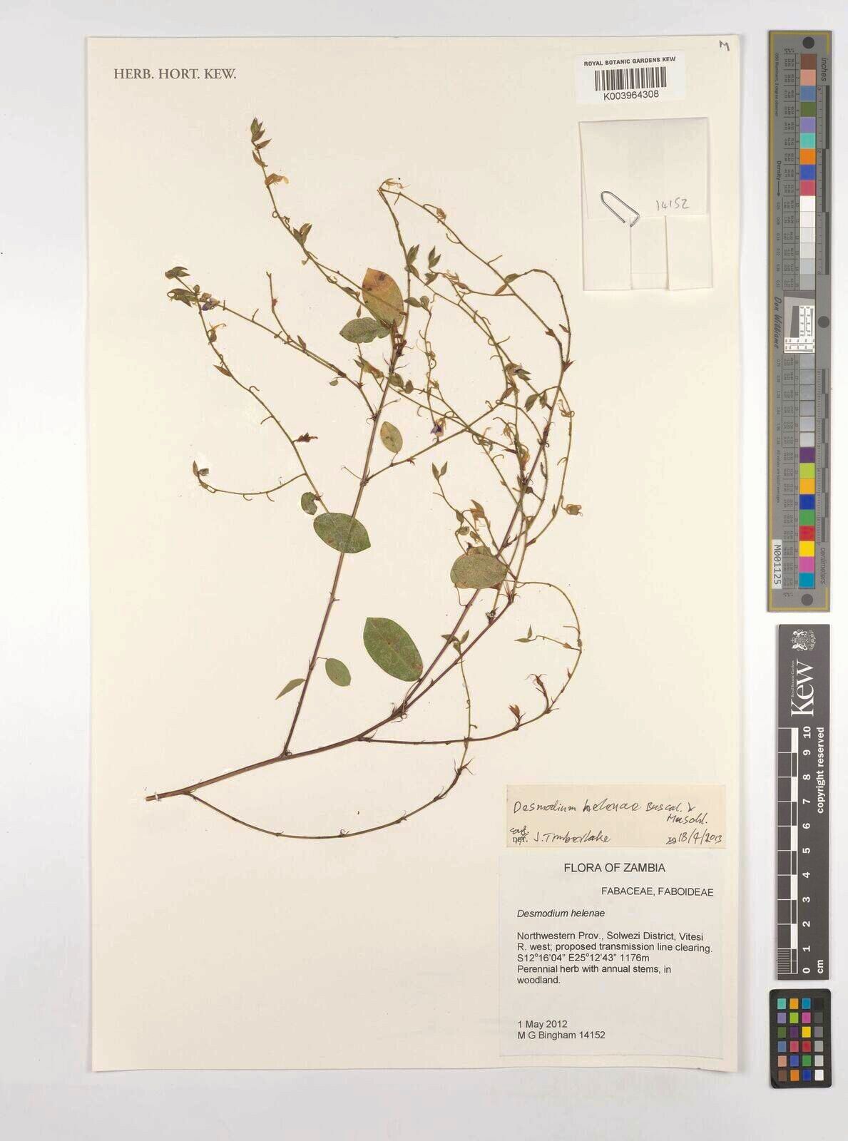 Grona helenae — houseplant care guide