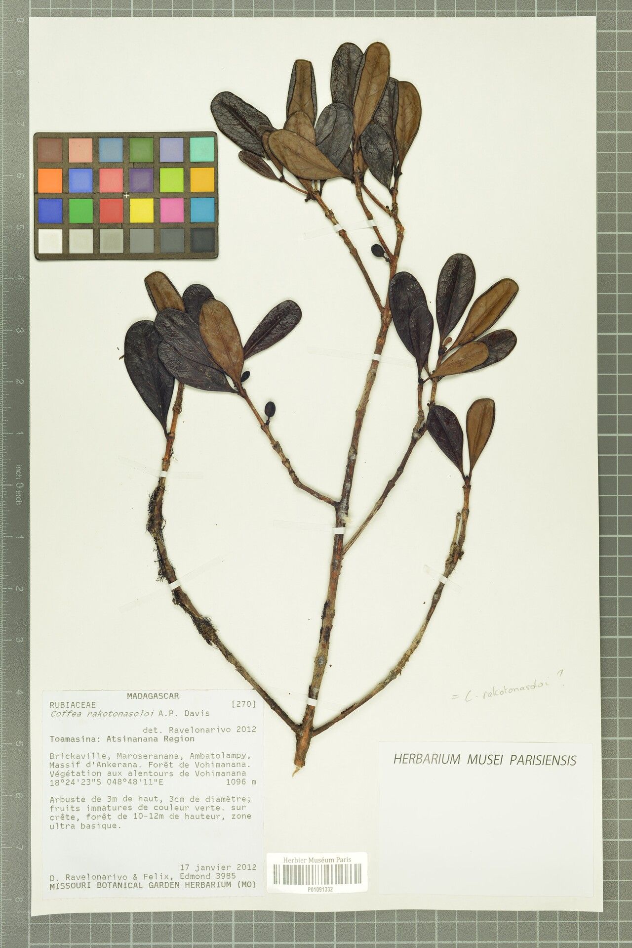 Coffea rakotonasoloi — houseplant care guide