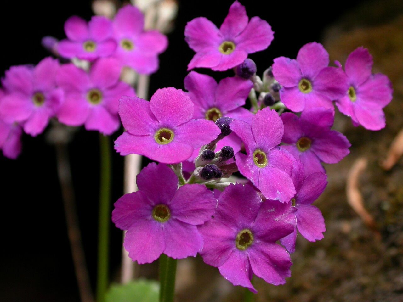 Primula rotundifolia — search result for 'Primula'