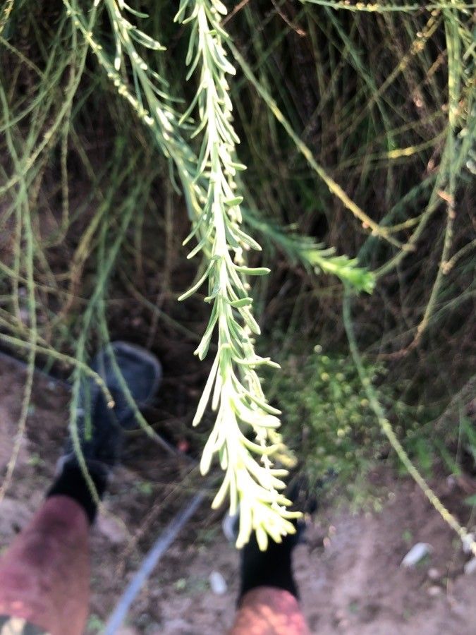 Anarrhinum fruticosum — related species from the same genus