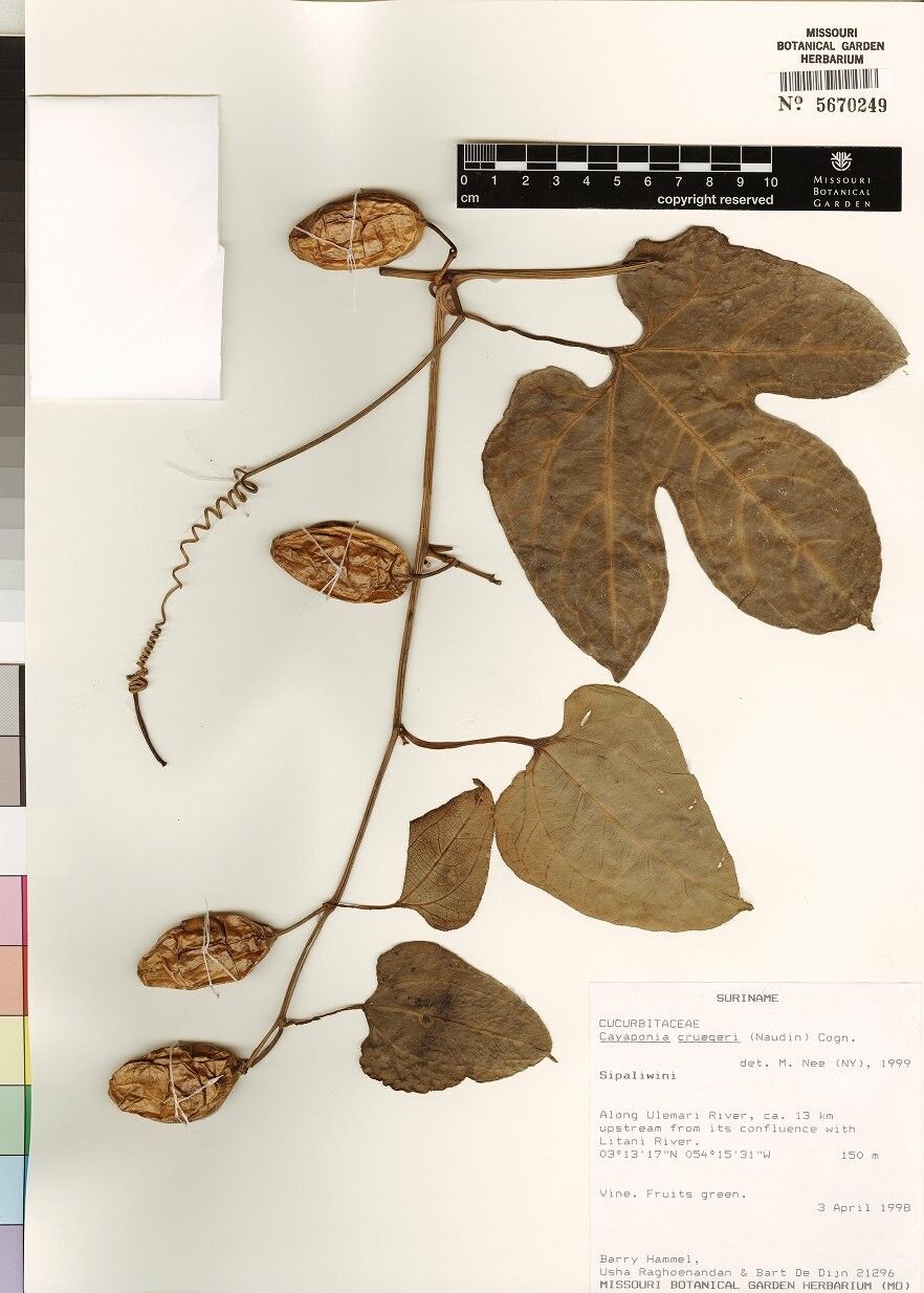 Cayaponia cruegeri — houseplant care guide