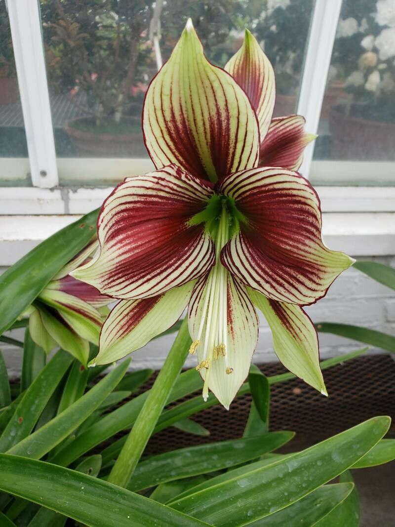 Hippeastrum papilio flower