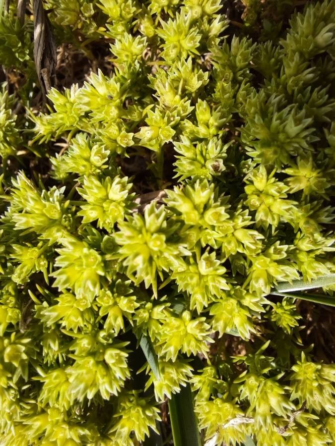 Scleranthus uncinatus flower