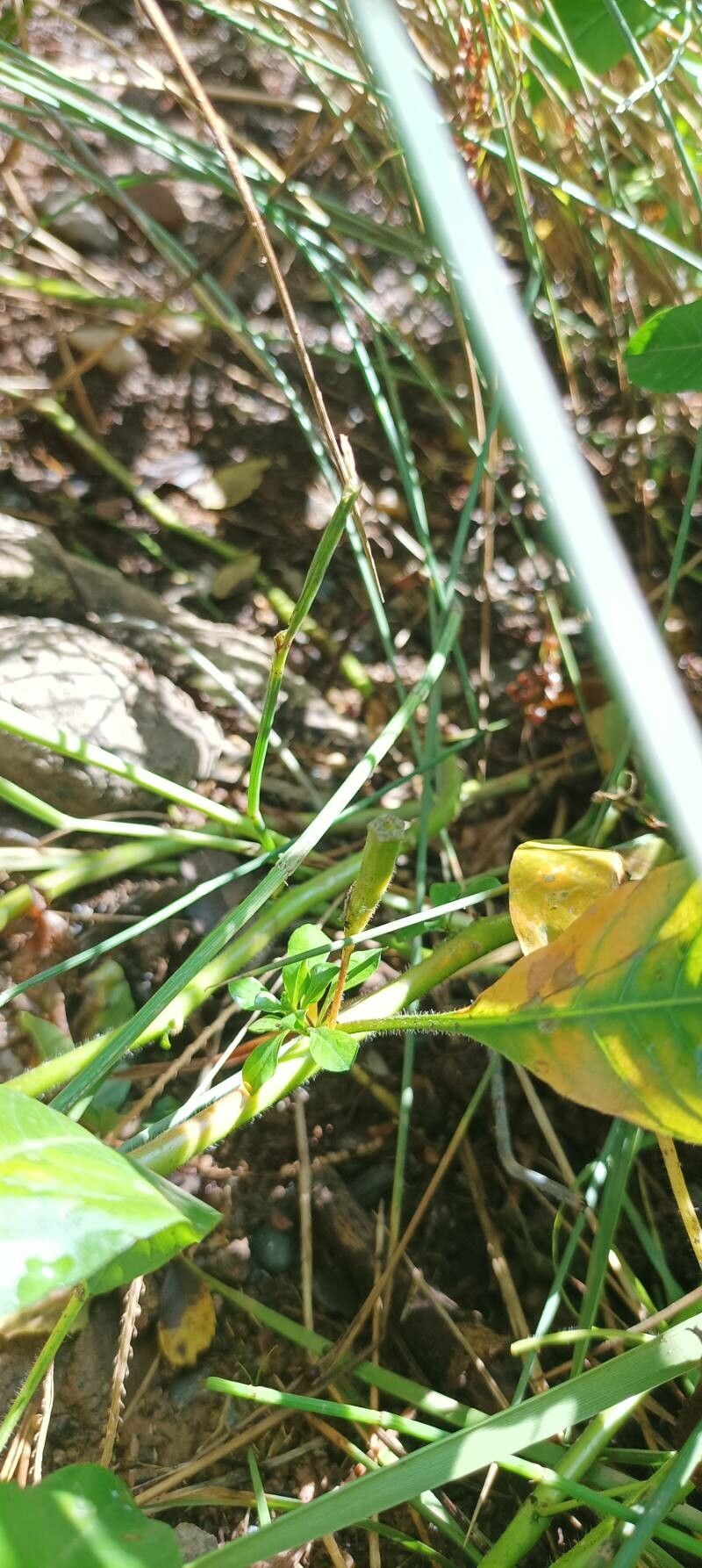 Ludwigia peploides fruit