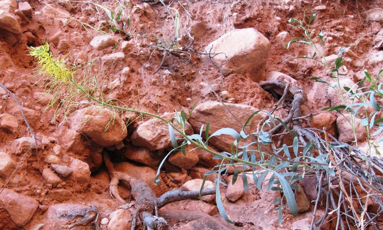 Stanleya pinnata habit