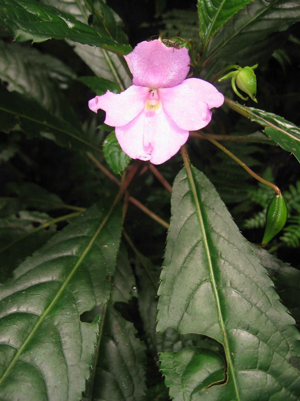 Impatiens kentrodonta — houseplant care guide