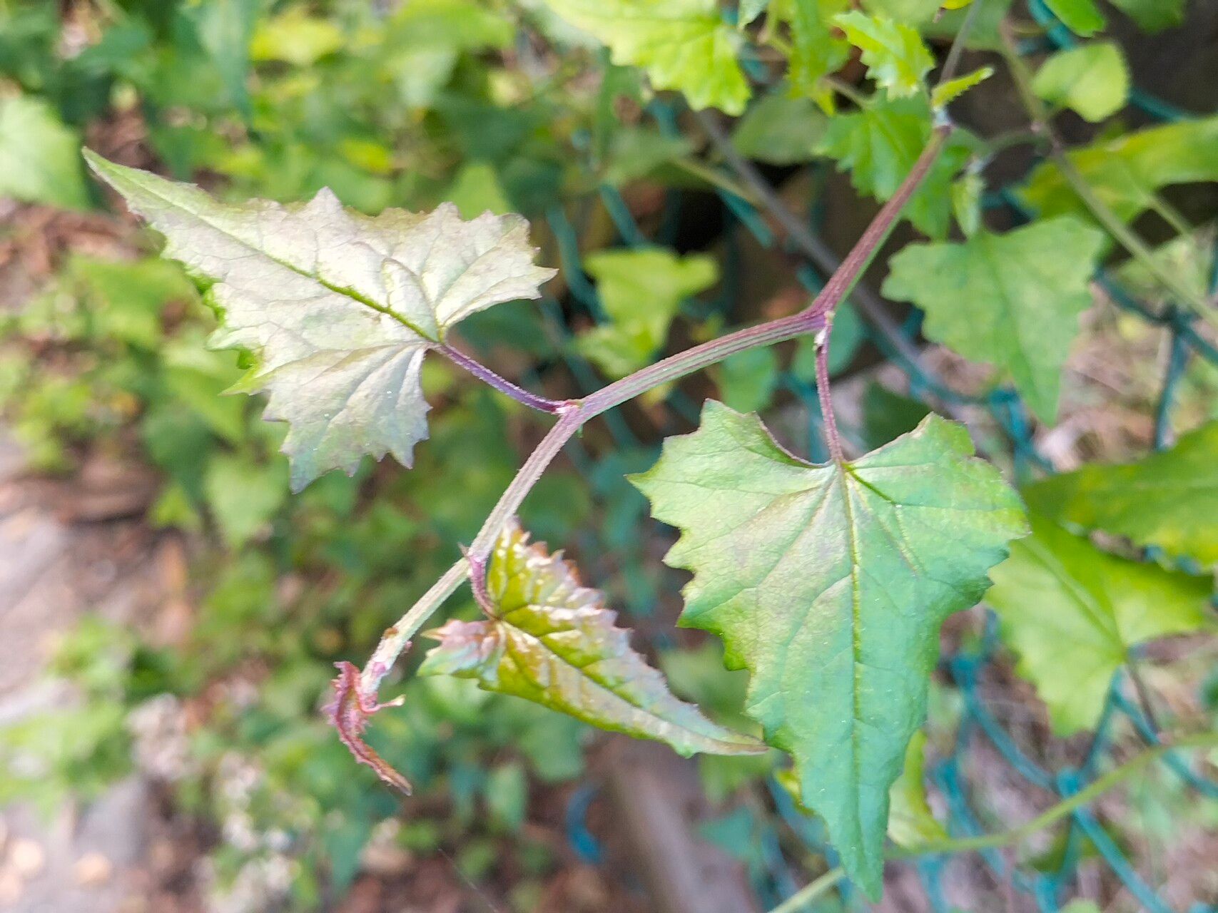 Senecio deltoideus — search result for 'Senecio'