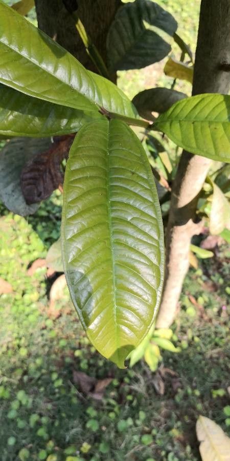 Syzygium tetragonum leaf