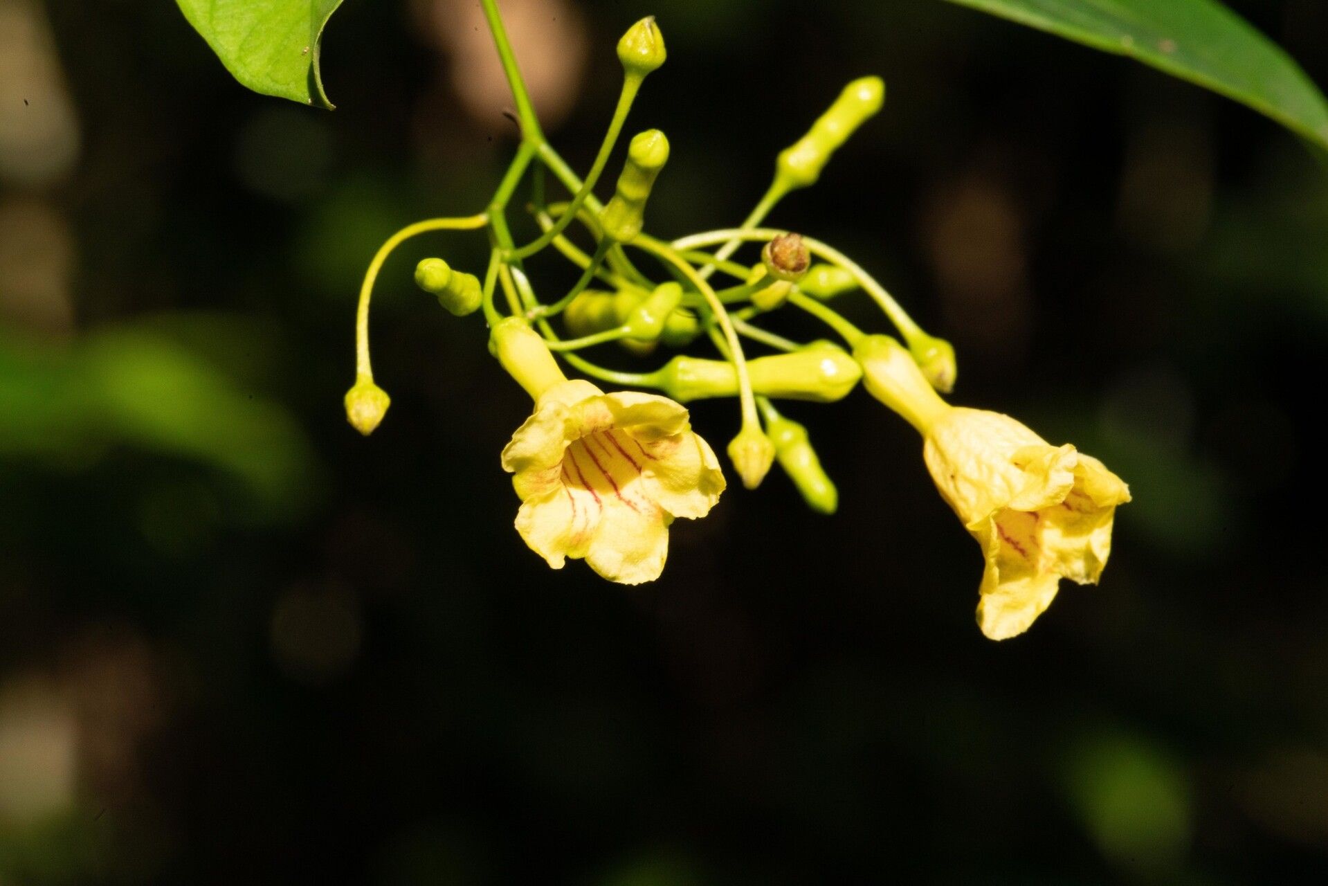 Odontadenia laxiflora flower