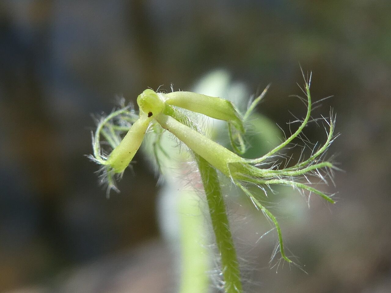 Trifolium subterraneum fruit