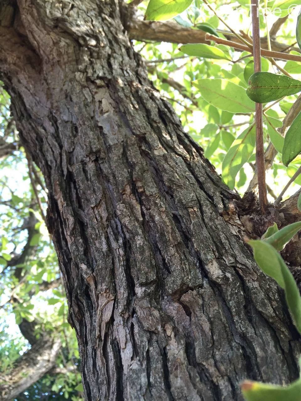 Vitex pooara bark
