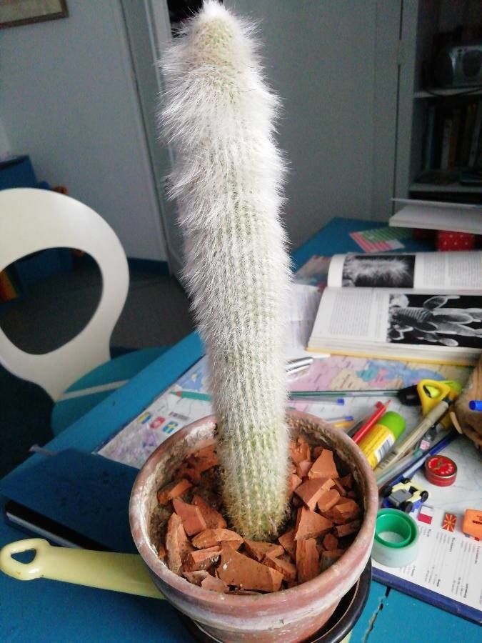 Espostoa senilis habit