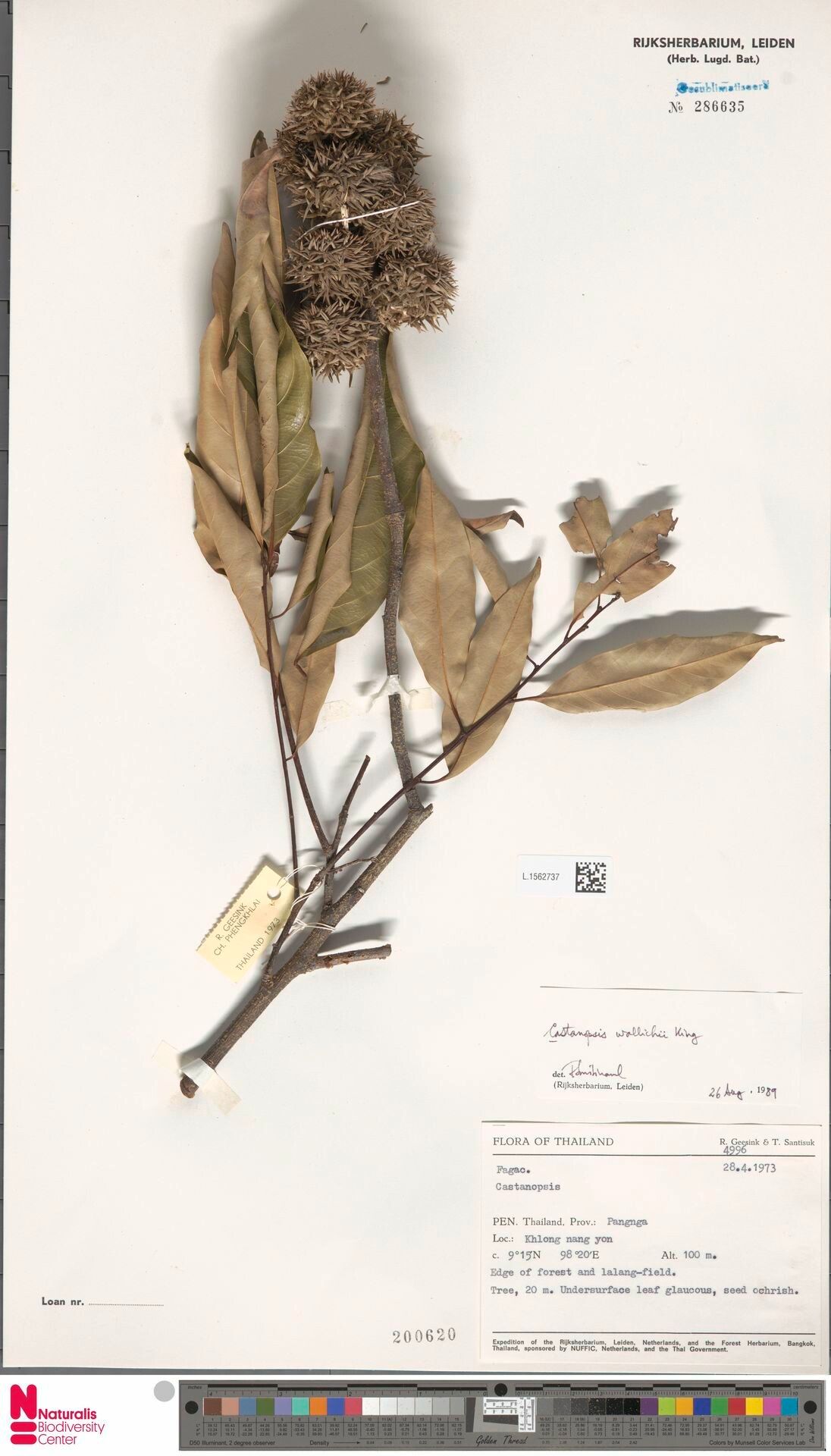 Castanopsis wallichii — search result for 'Castanopsis'